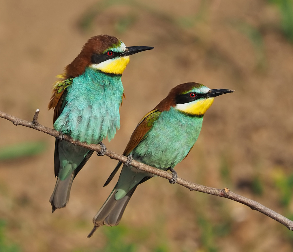 Pair of European Bee-eaters