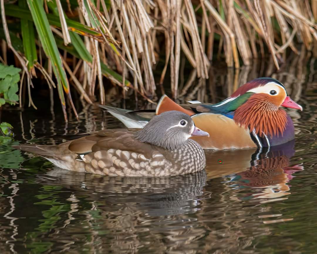 Pair of Manderin ducks