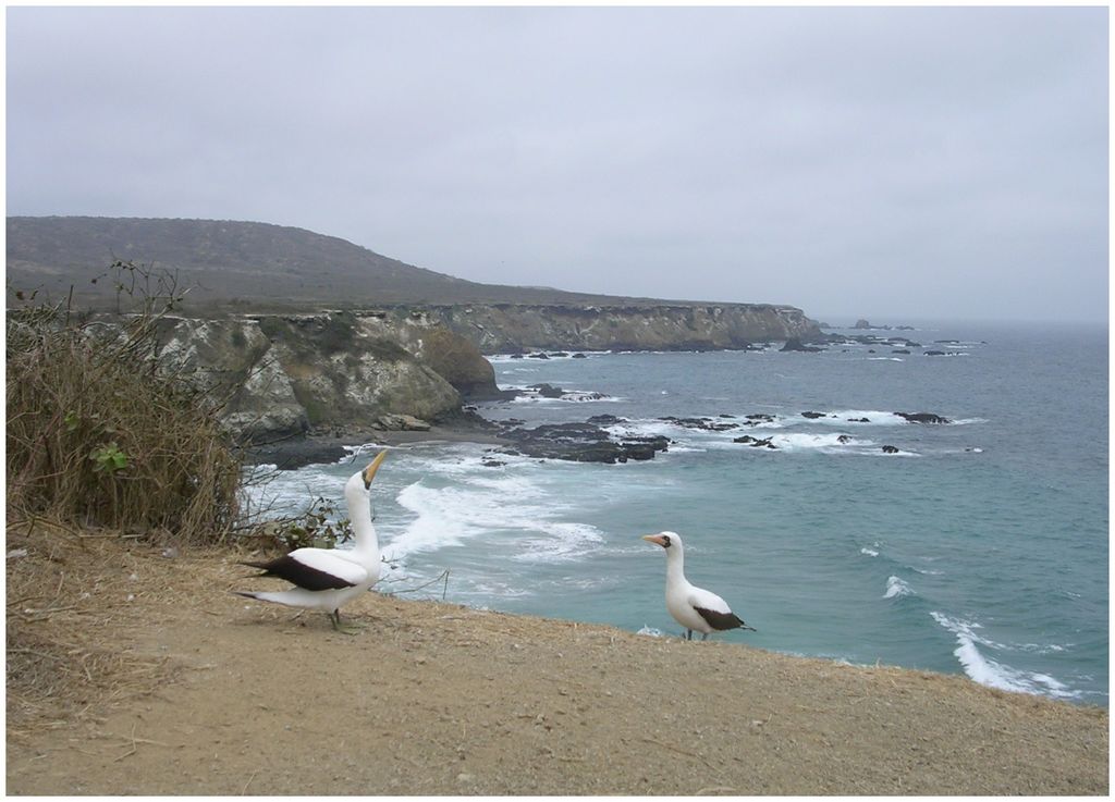 Pair of Nazca Boobies