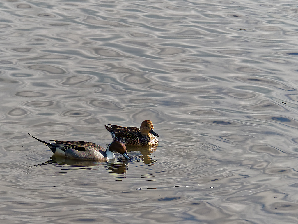 Pair of Northern Pintails