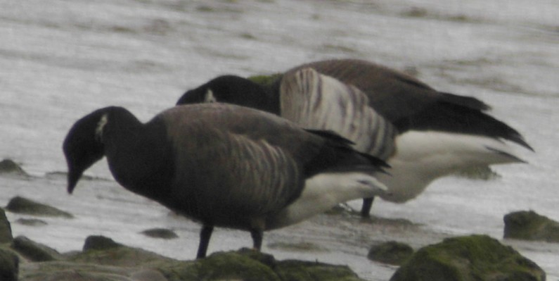 pale bellied & dark bellied brent