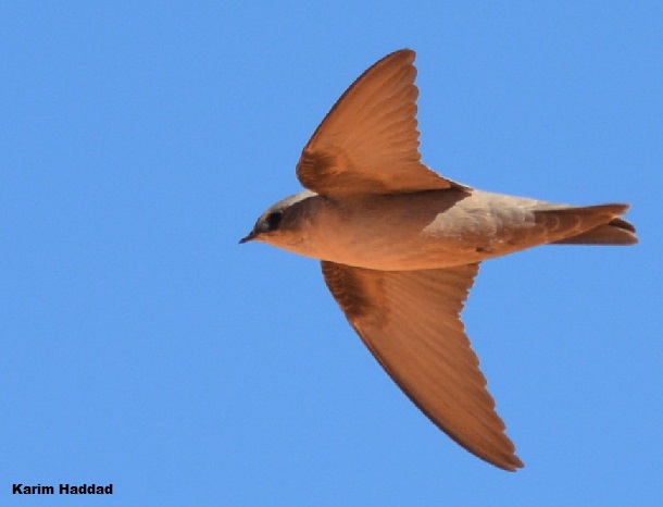 Pale Rock Martin