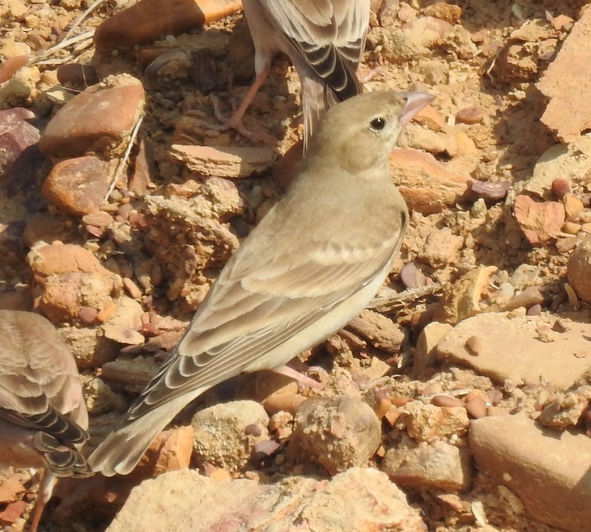 Pale Rock Sparrow