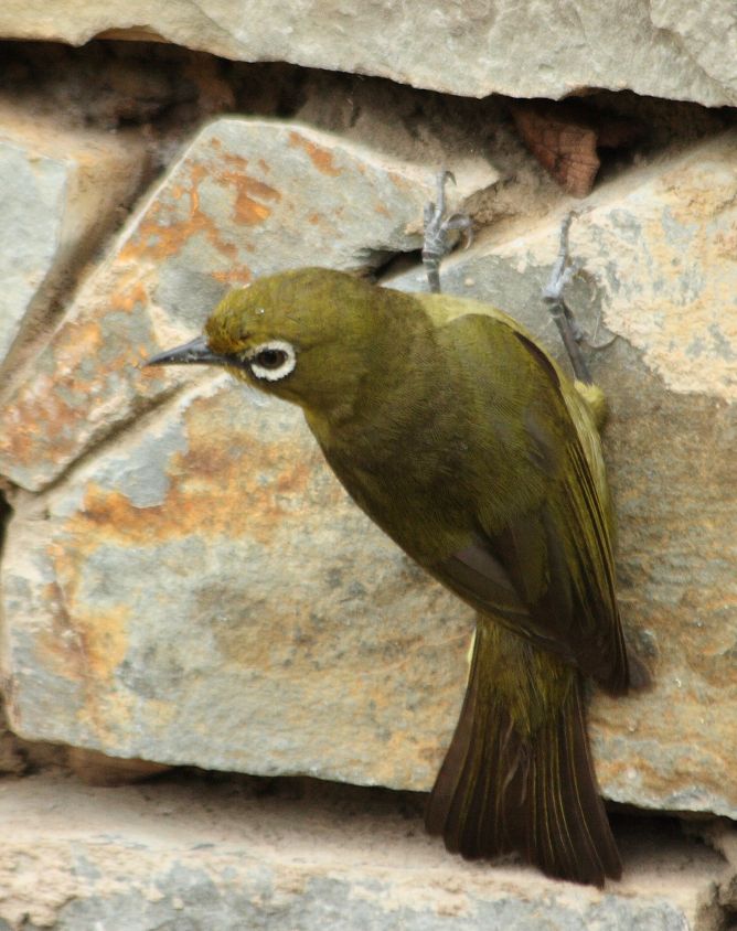 Pale White-eye