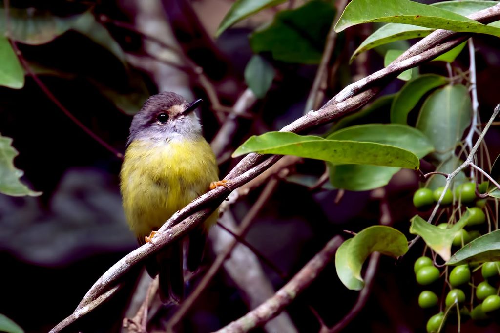 Pale-yellow Robin