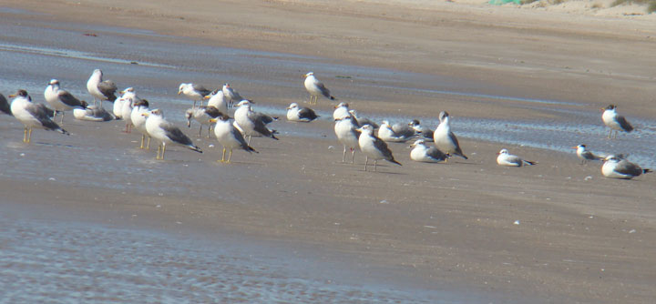 Palla`s Gull resting