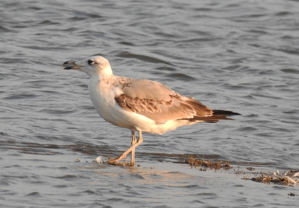 Palla's Gull