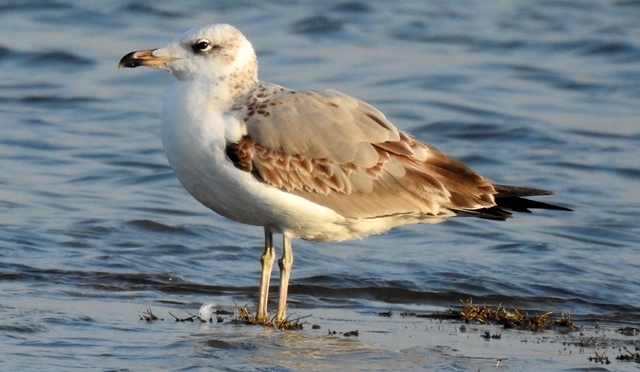 Pallas's Gull