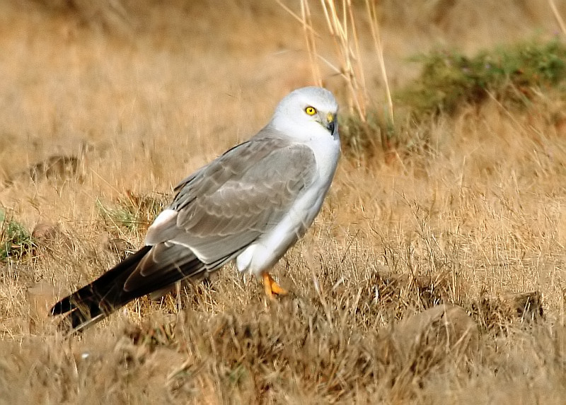 Pallid harrier male