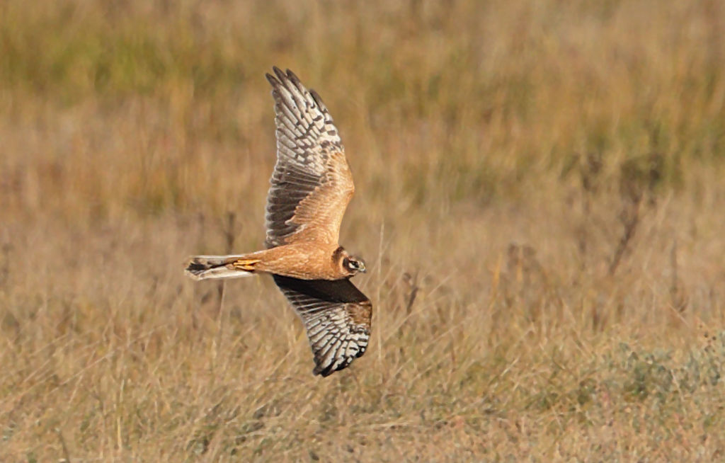 Pallid Harrier