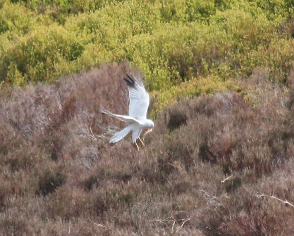 Pallid Harrier