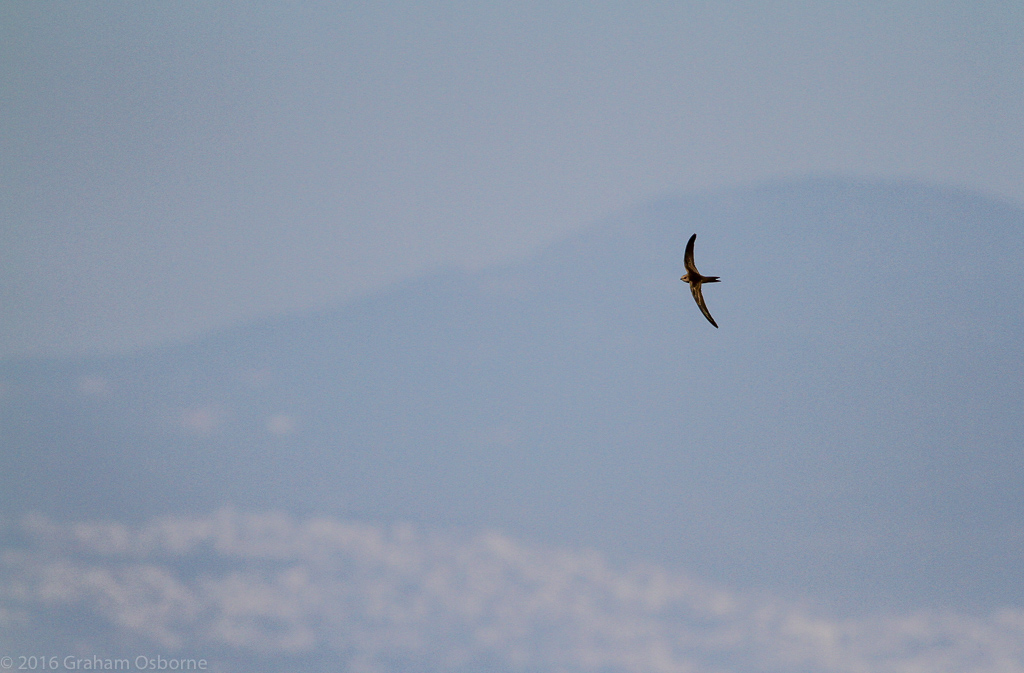 Pallid Swift