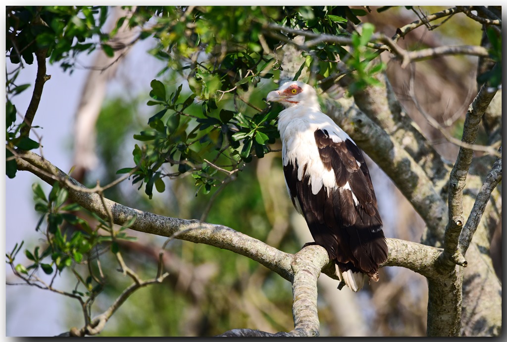 Palm-nut Vulture