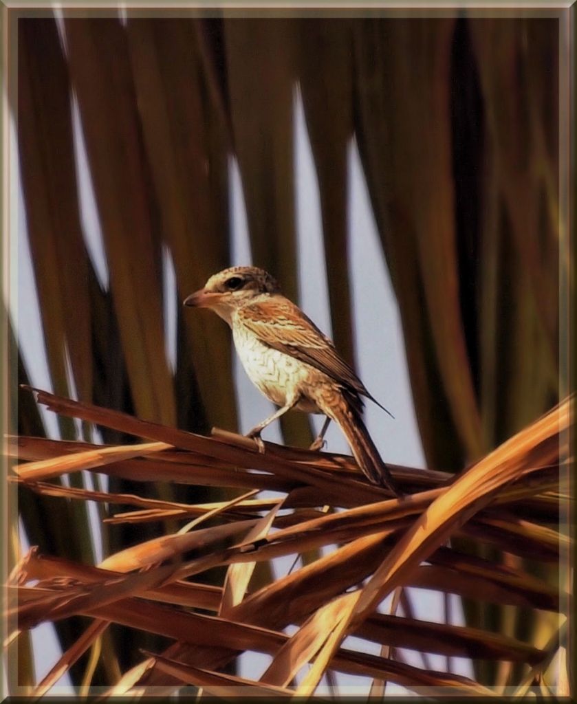 Palm Shrike !!