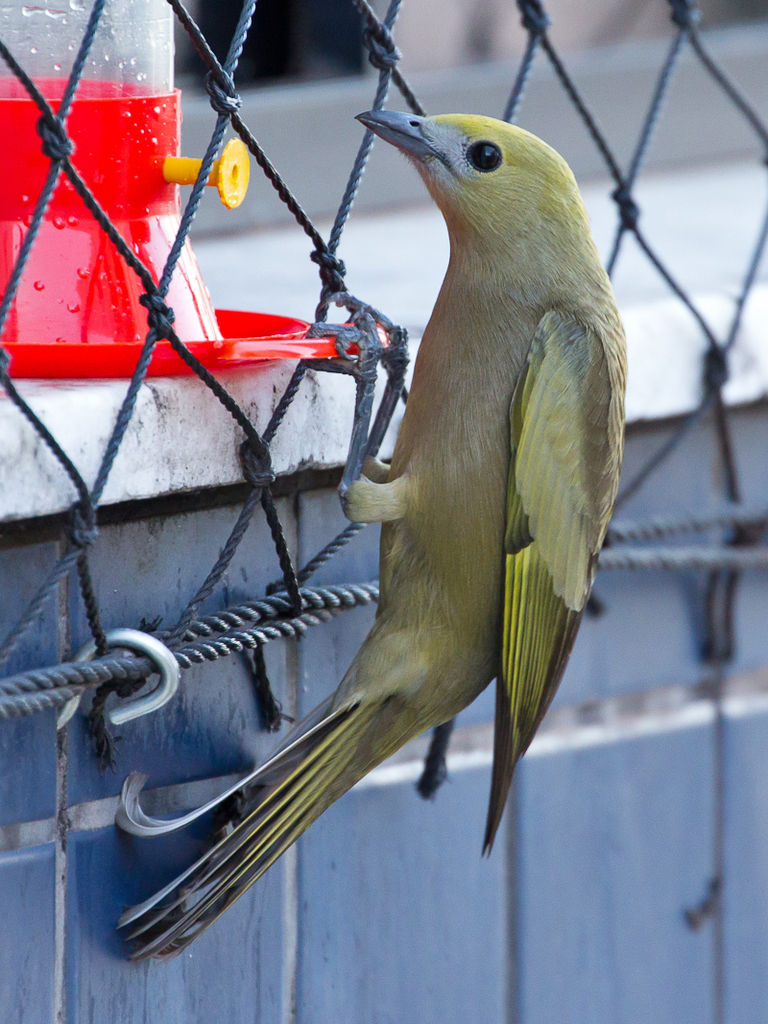 Palm Tanager