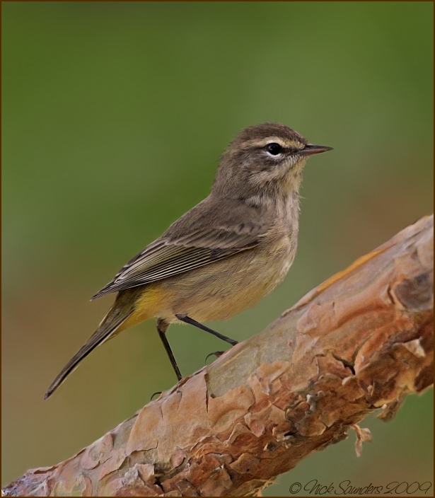 Palm Warbler