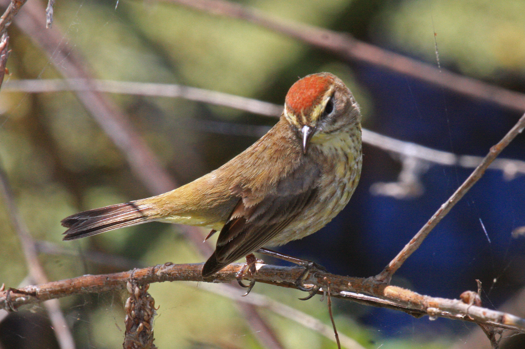 Palm Warbler