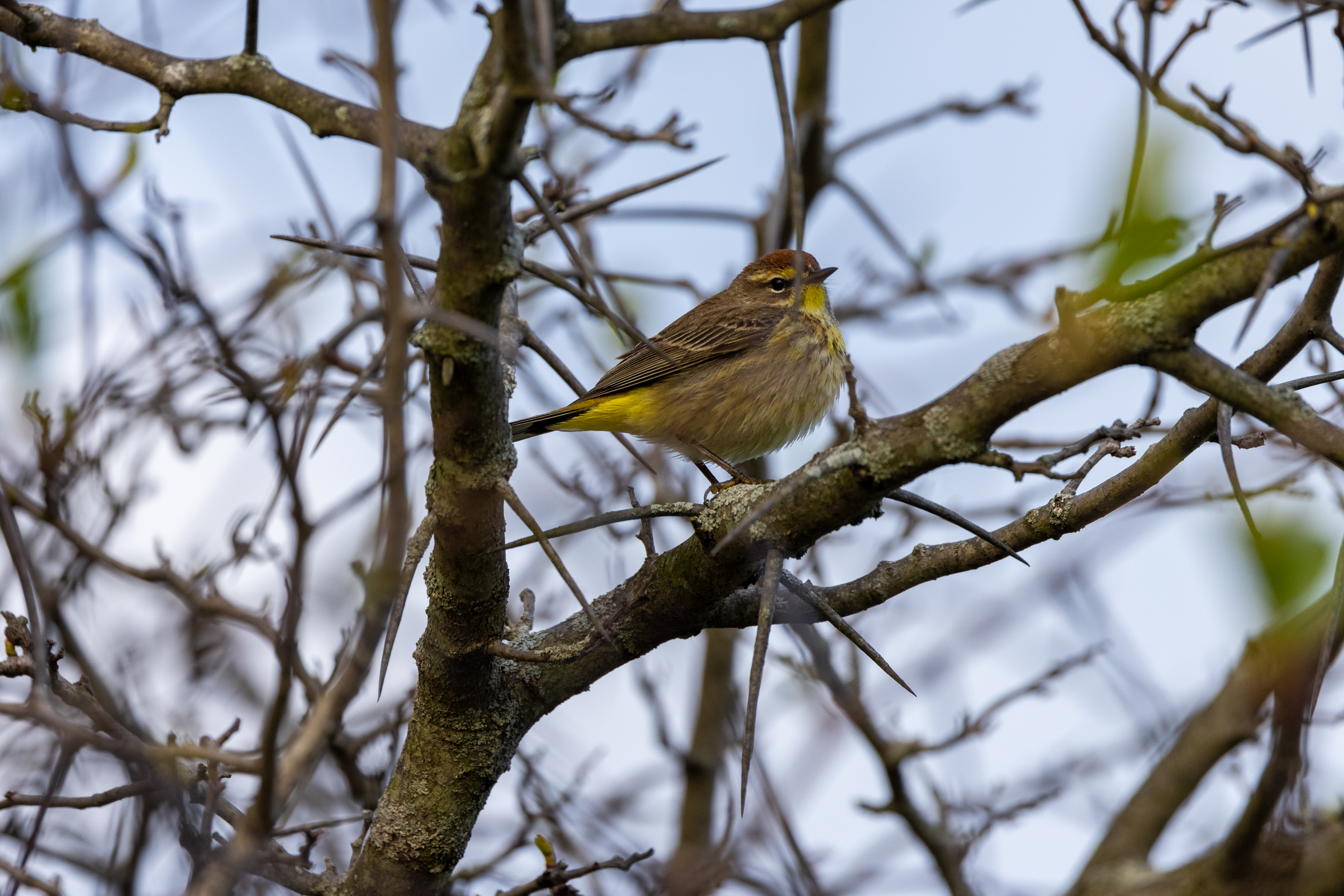 Palm Warbler