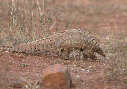 Pangolin