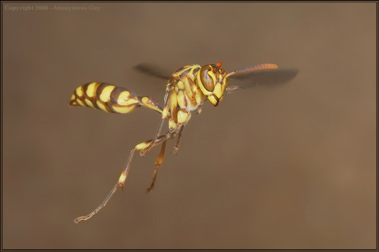 Paper Wasp