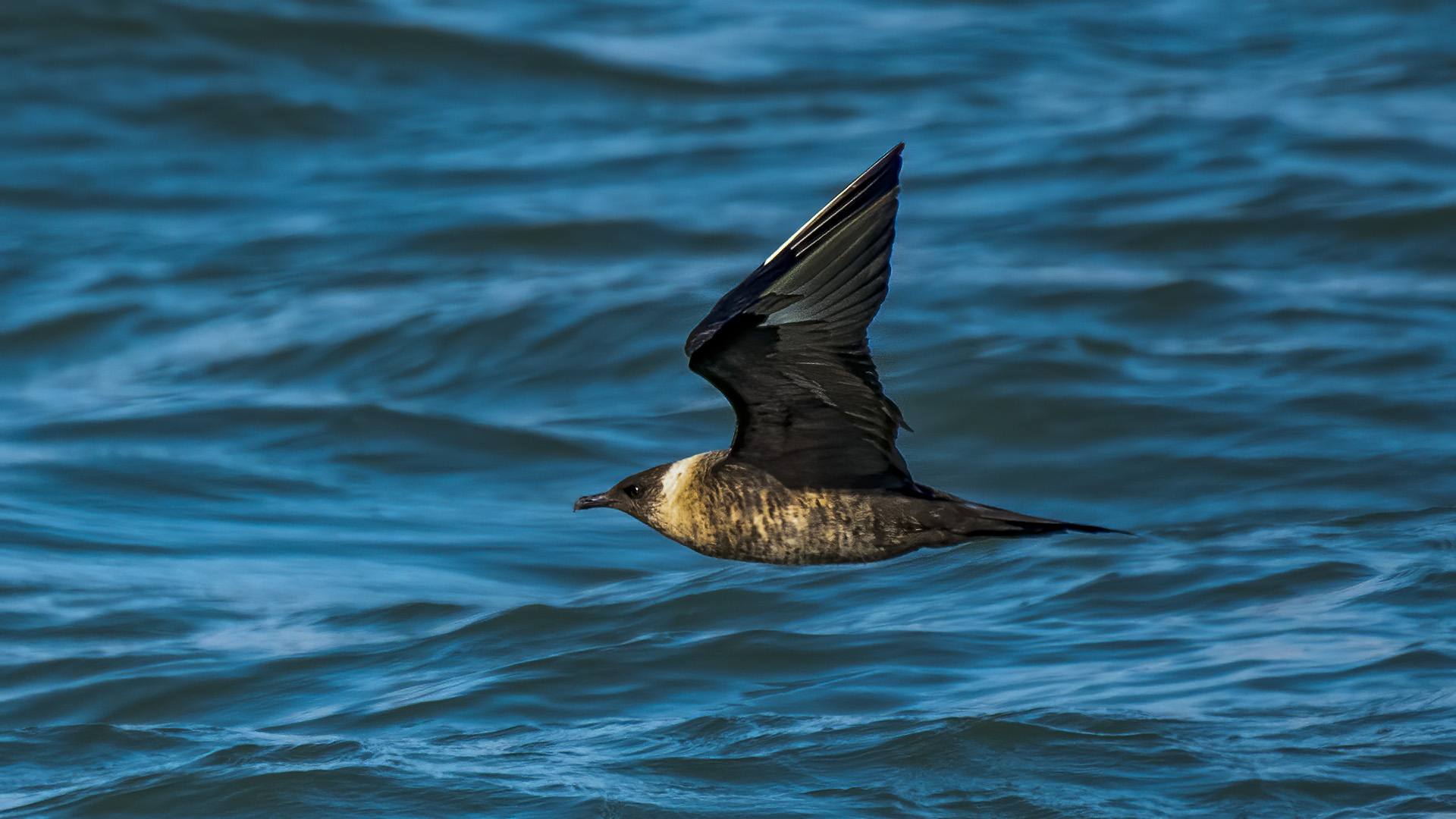 Parasitic Jaeger