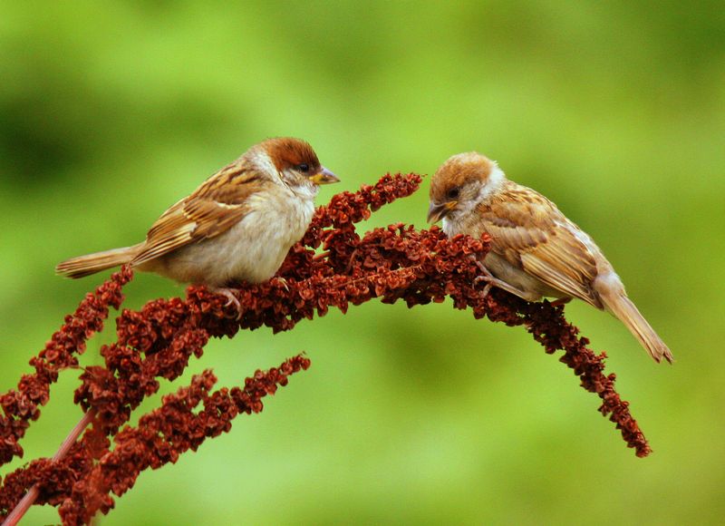 Parent and Juvenile Tree Sparrows