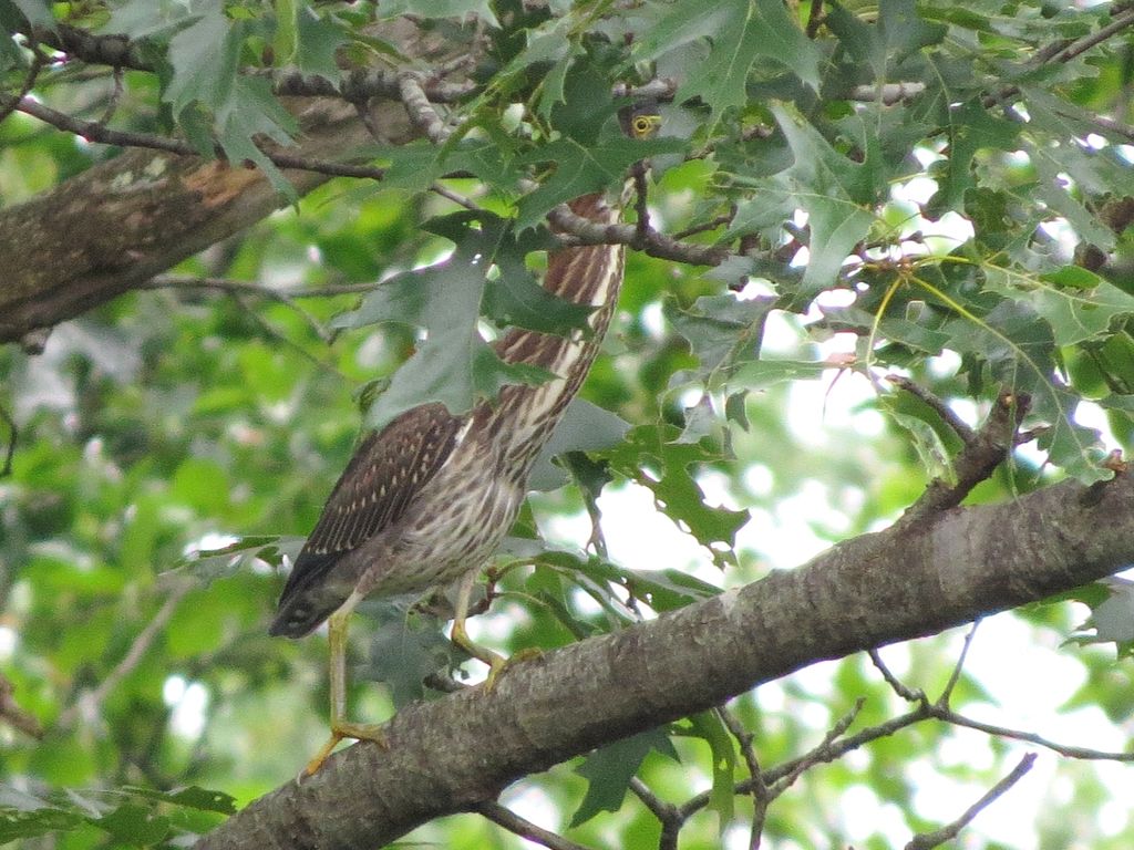 Part 2 Green Heron