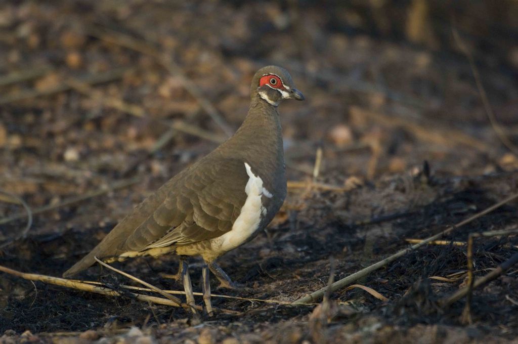 Partridge Pigeon