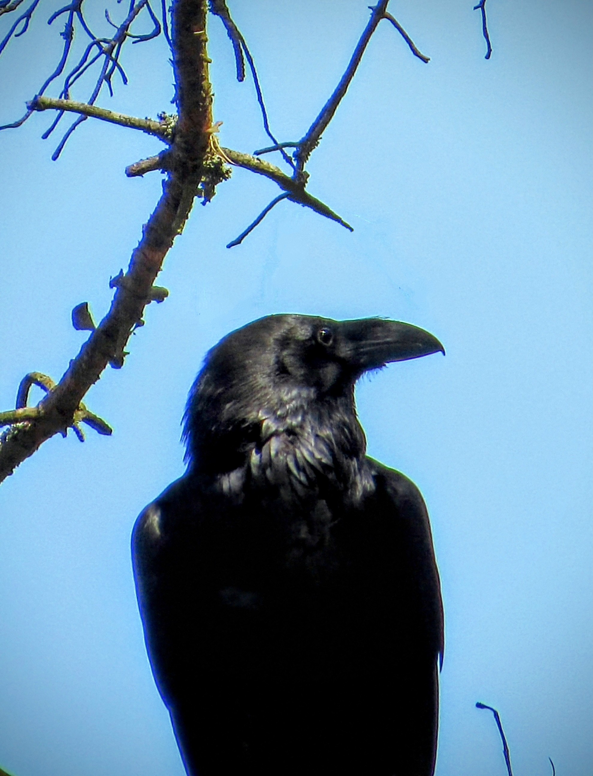 Passport photo - Raven