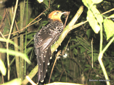 Pavonine Cuckoo