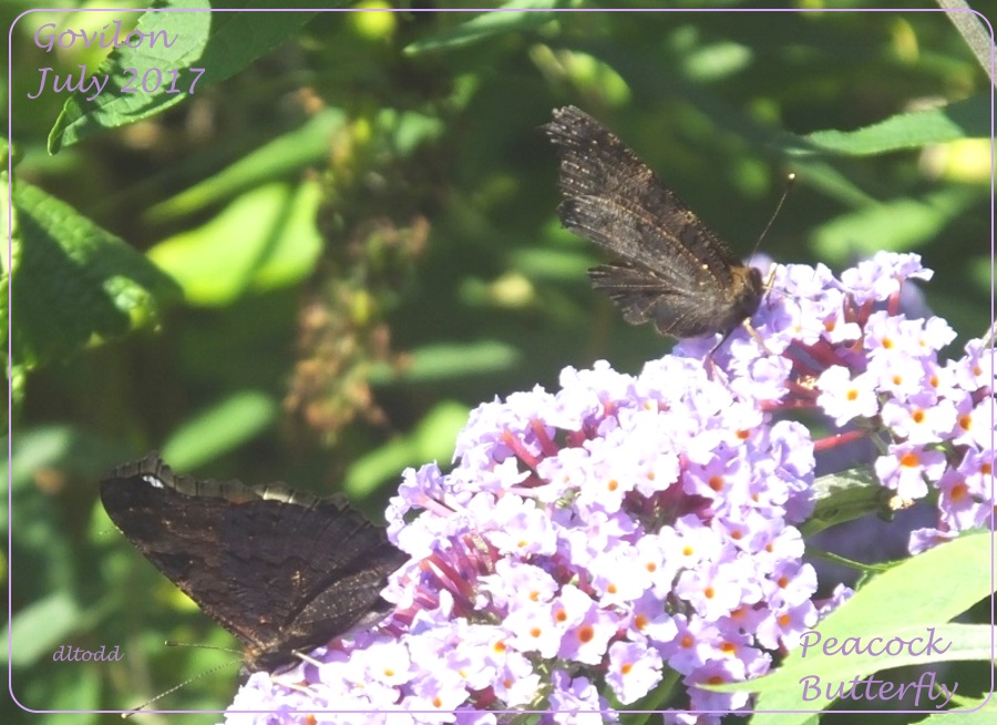 Peacock Butterfly underwing