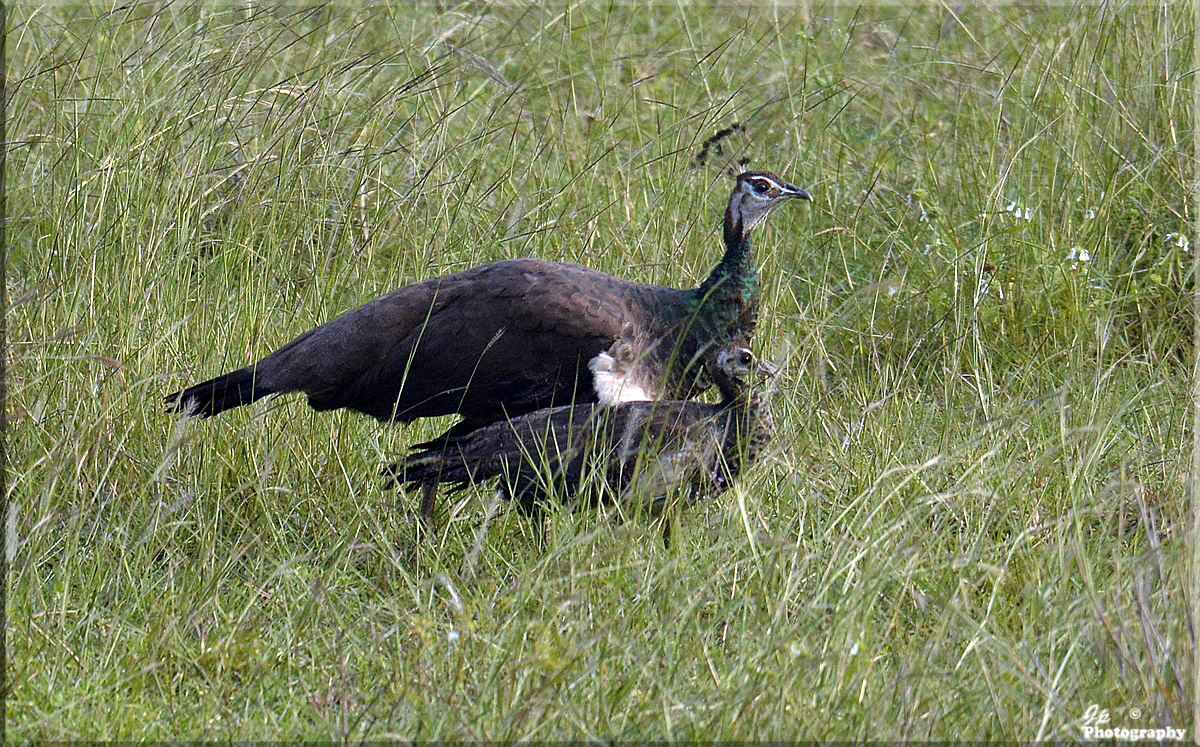 Peahen and chick