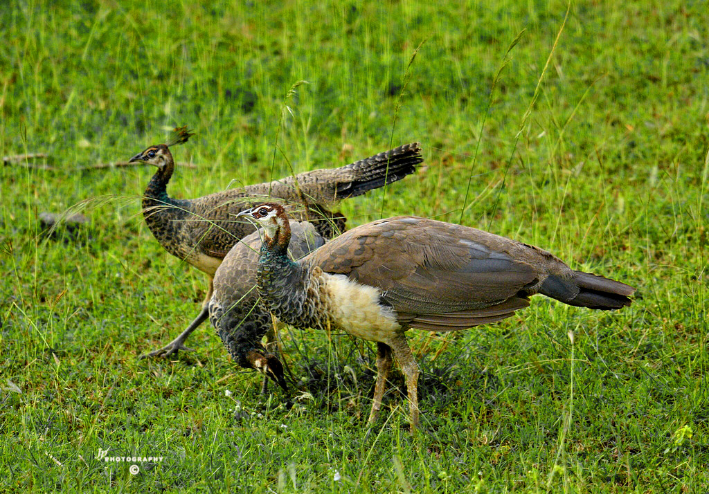 Peahen and her sub-adult chicks