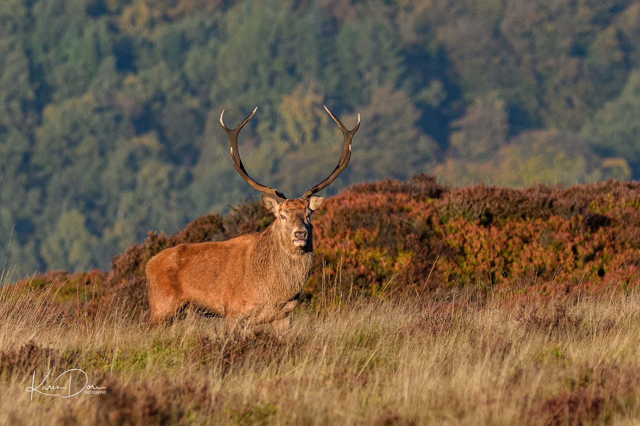 Peak District Stag