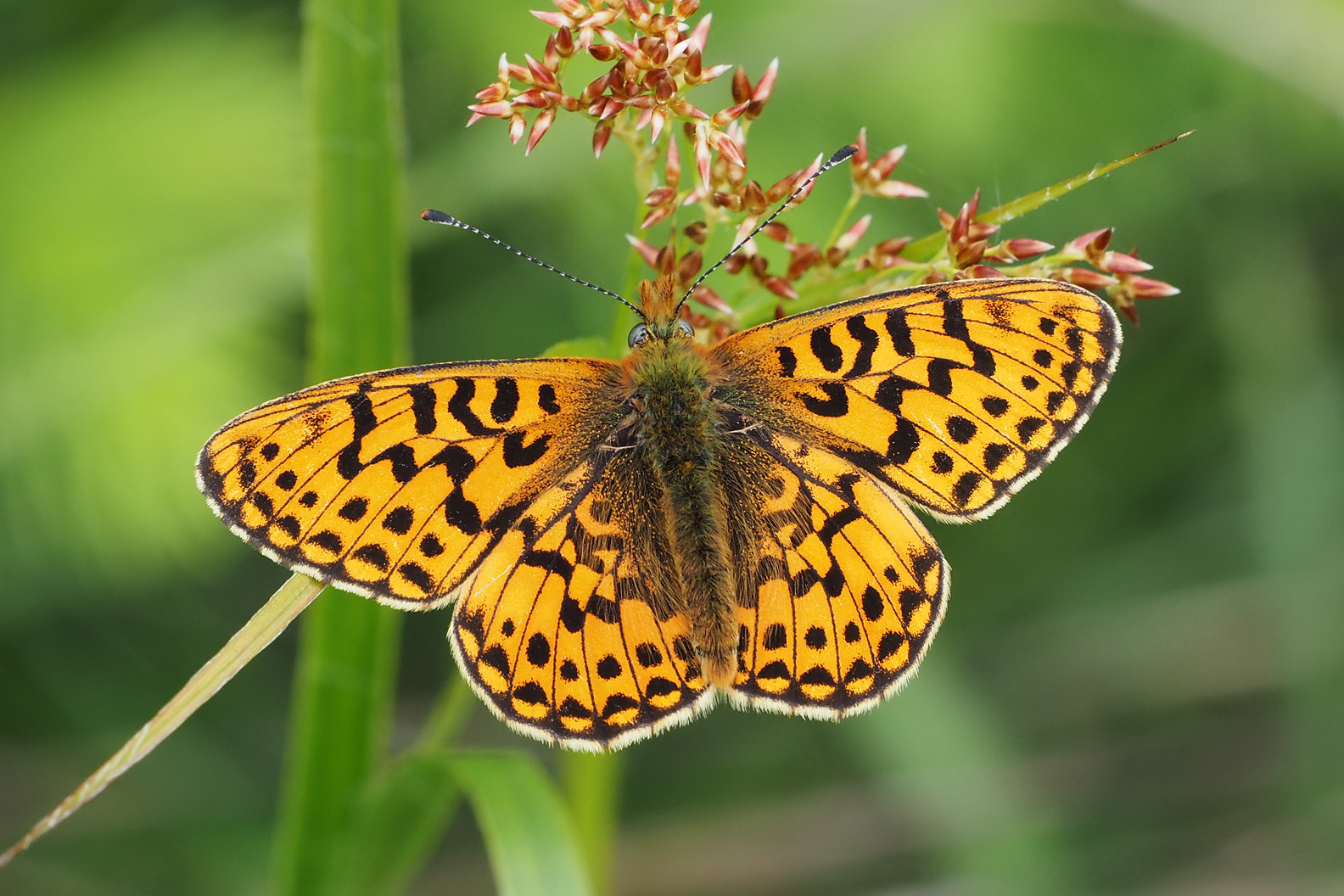 Pearl-bordered Fritillary