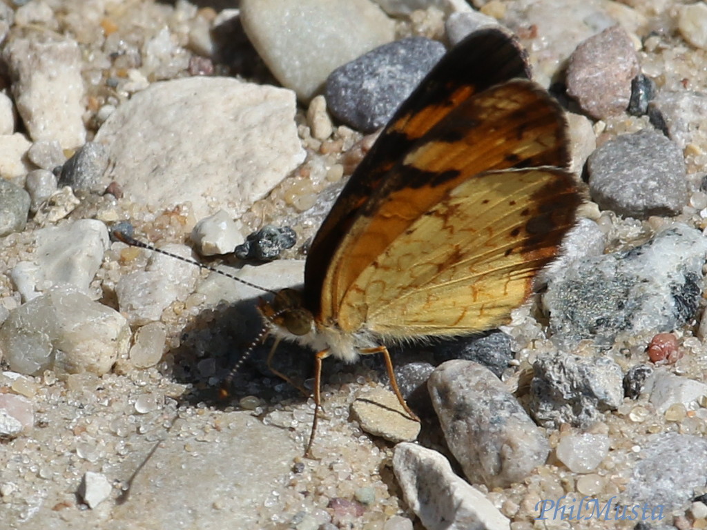 Pearl Crescent