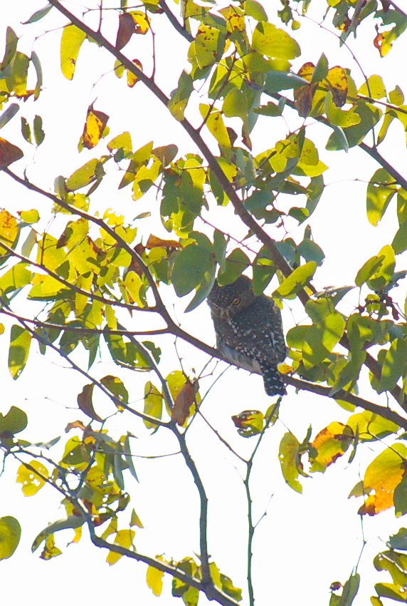 Pearl-spotted Owlet