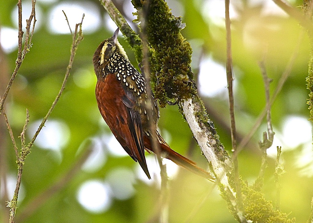Pearled Treerunner