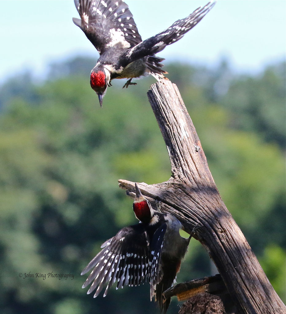 Peckers.