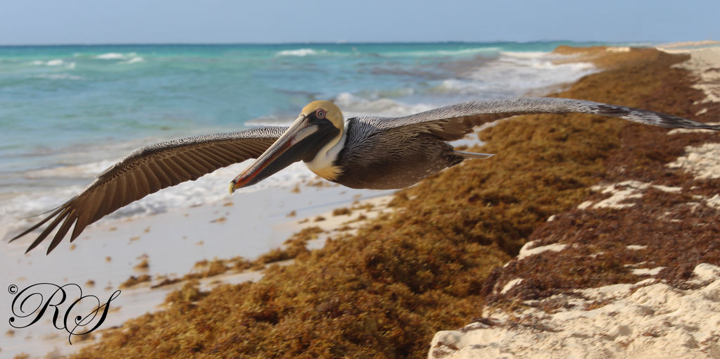 Pelican - Low Flying