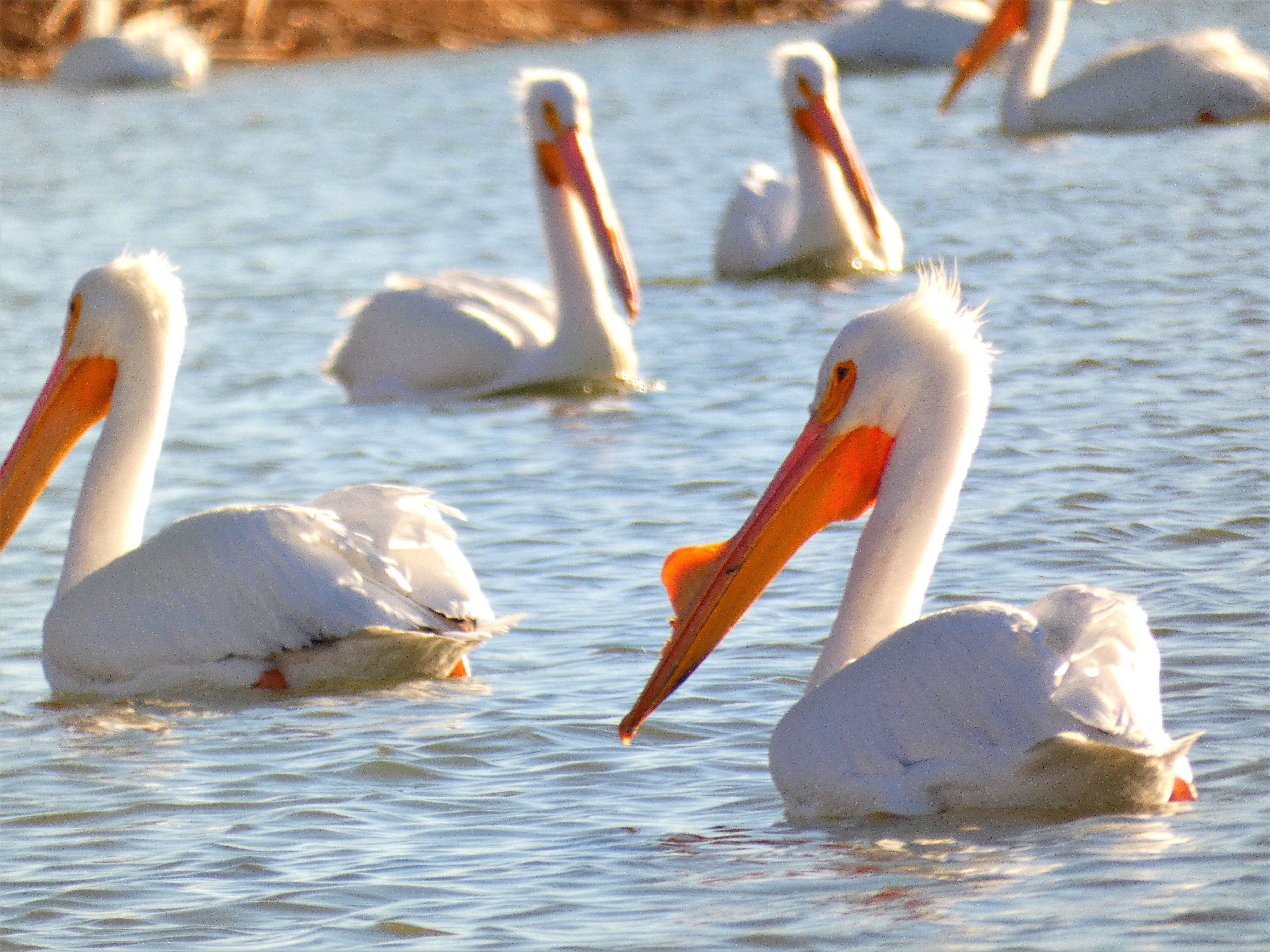 pelicanflock.jpg