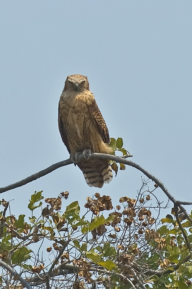 Pel's Fishing Owl