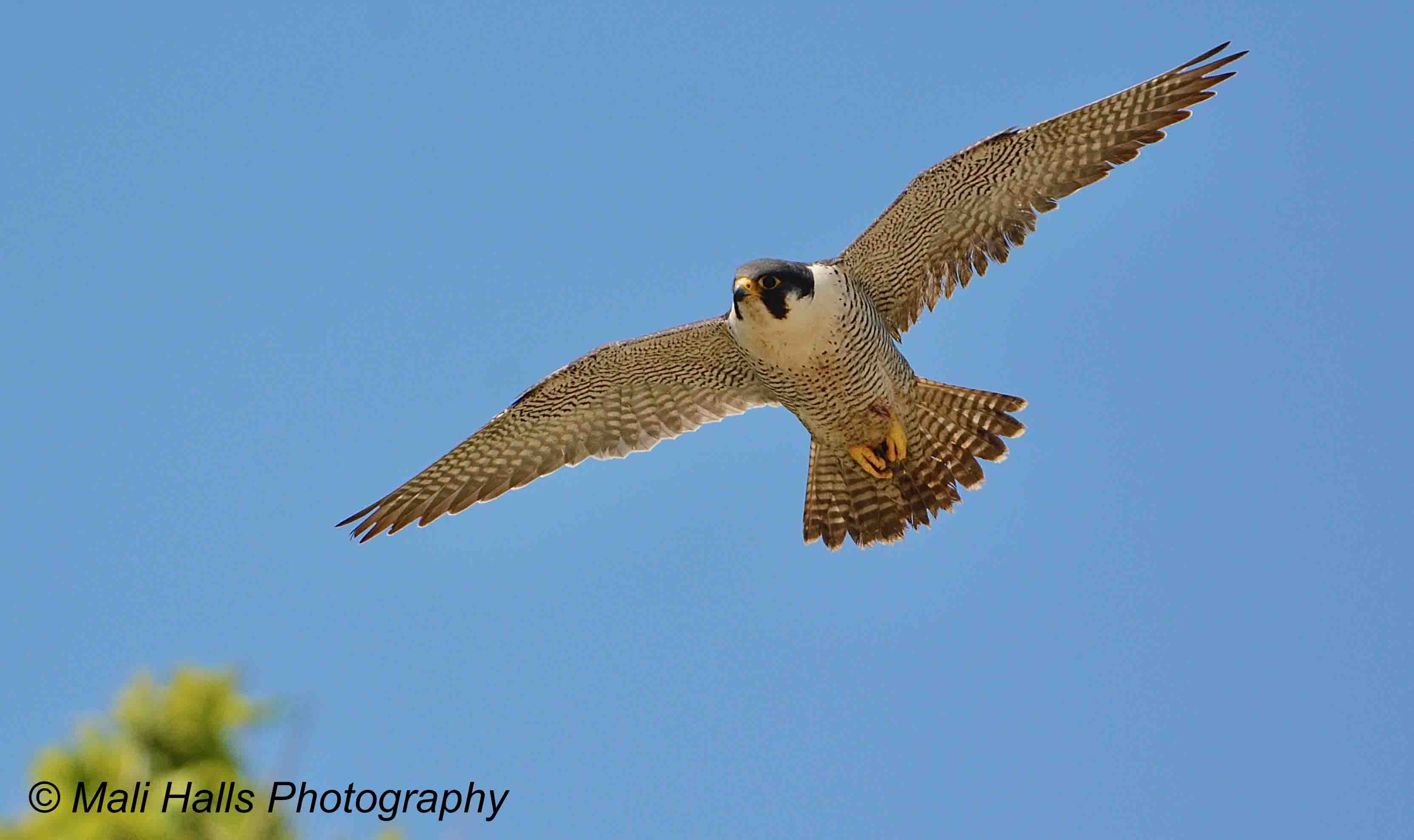 Peregrine Falcon 4421.jpg