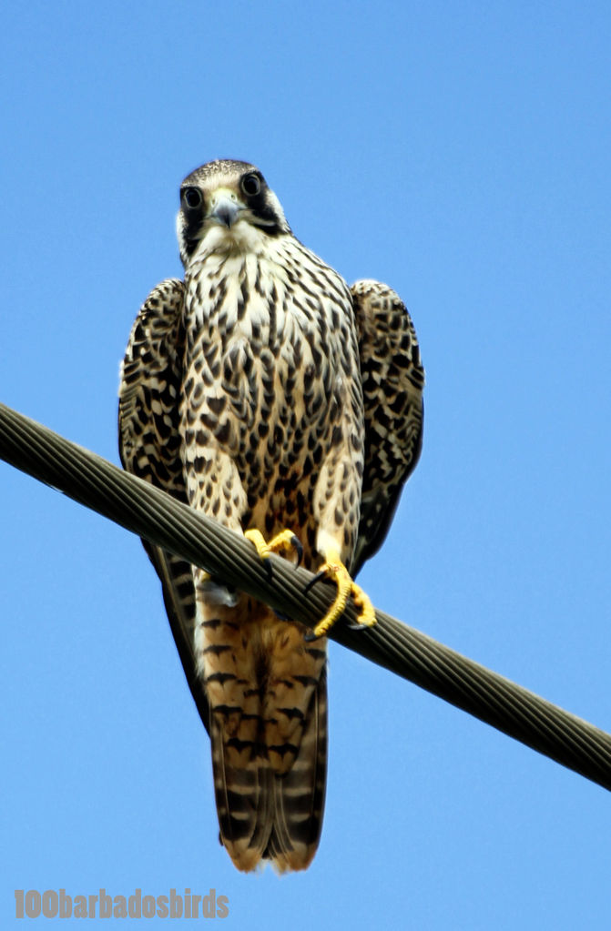 Peregrine Falcon Falco peregrinus