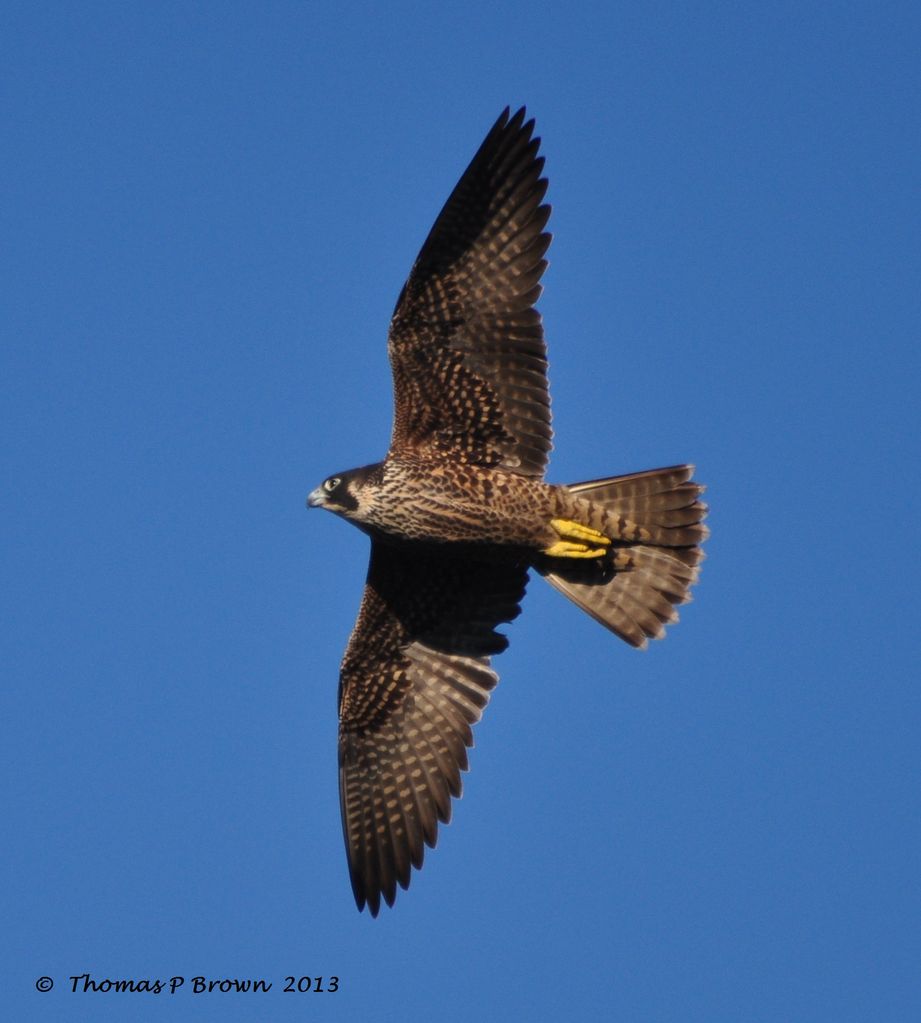 Peregrine Falcon on a fly by!