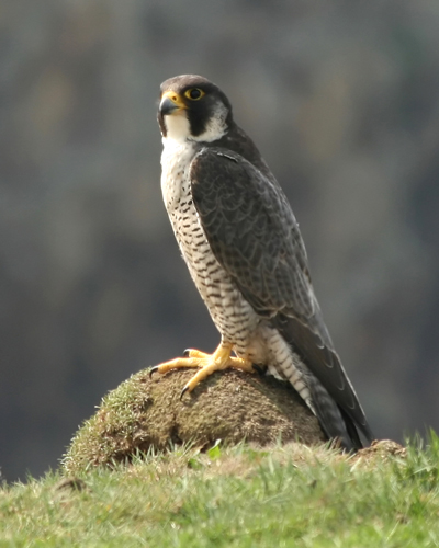 Peregrine Falcon