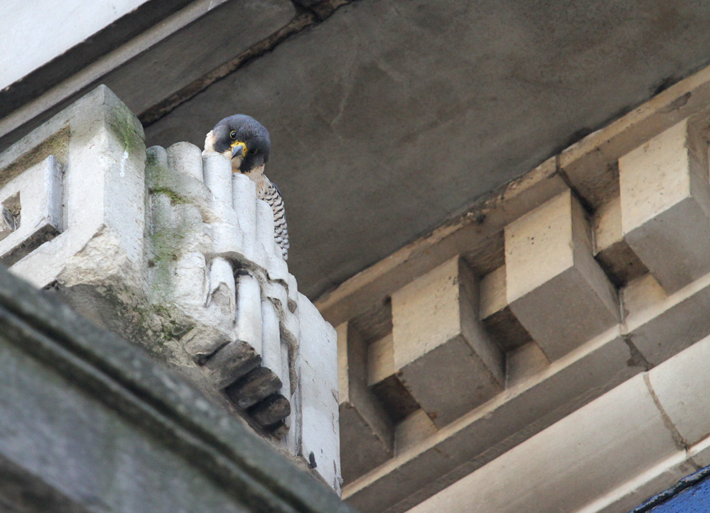 Peregrine falcon