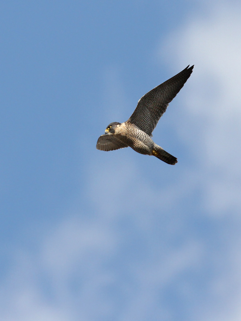 Peregrine Falcon