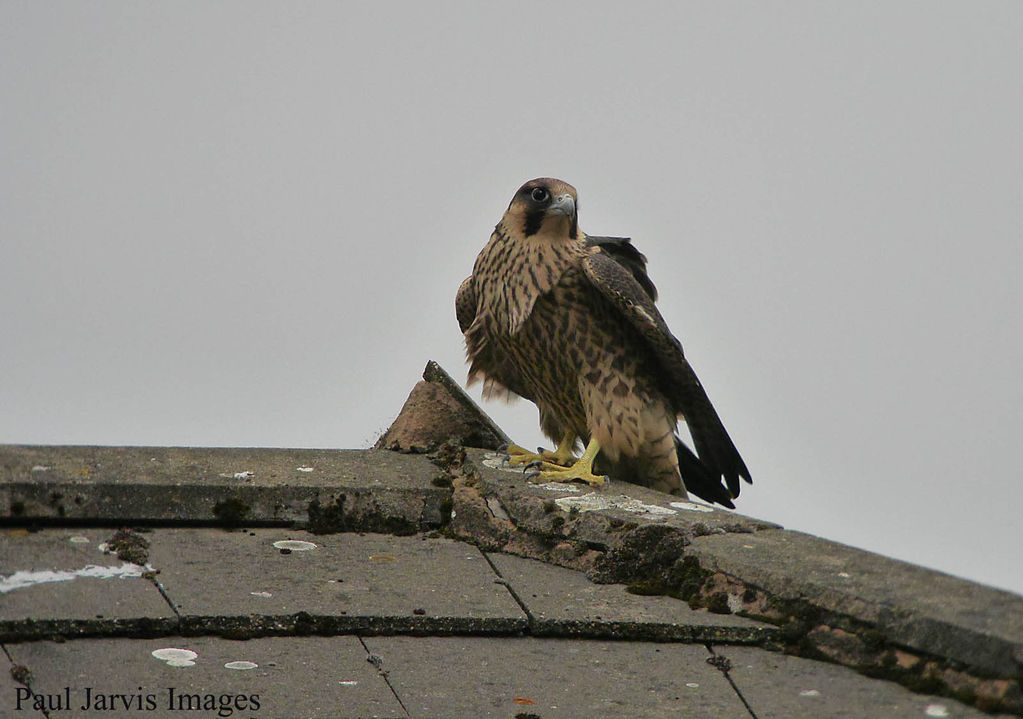 Peregrine Falcon