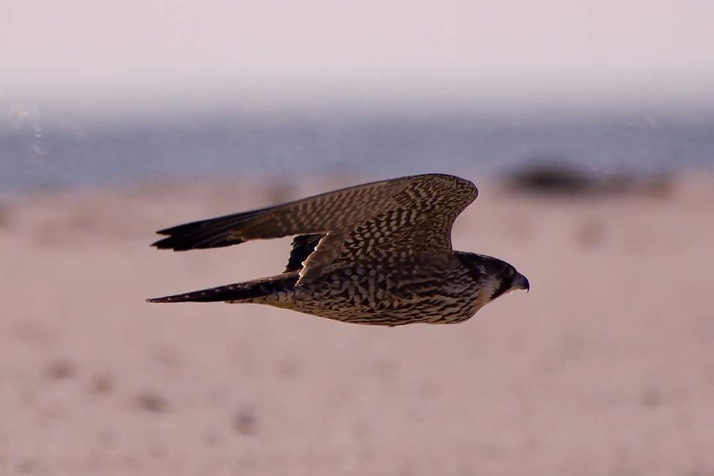 Peregrine falcon